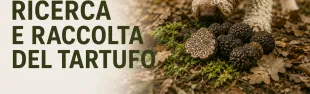 tartufi