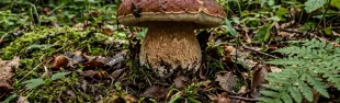 funghi