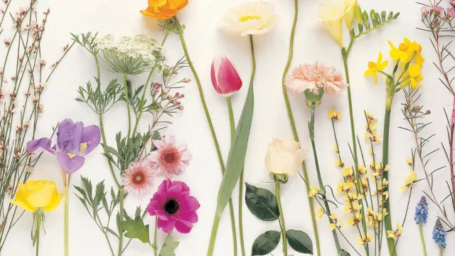 Primavera