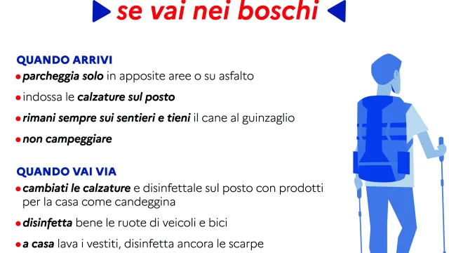 peste suina